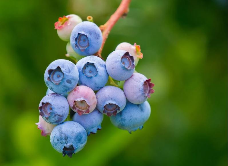 blueberrie boosting your brain