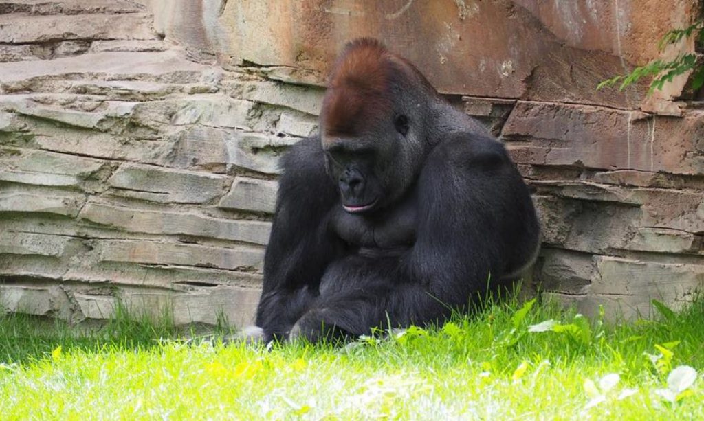 pouting gorilla
