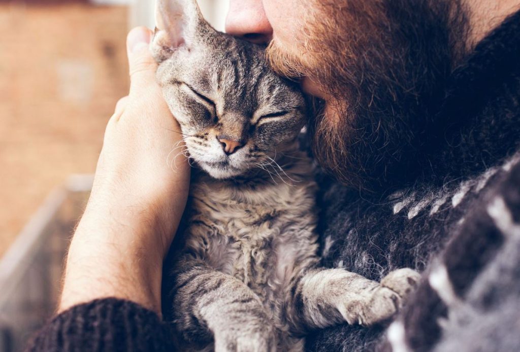 reduces Depression cat therapy