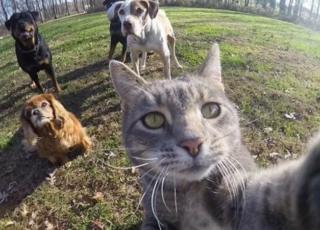 cat selfie for Happier Work Life