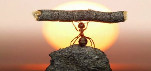 Motivation ant